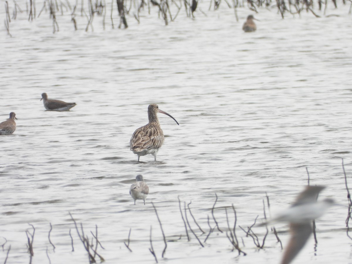 Eurasian Curlew - ML617358321