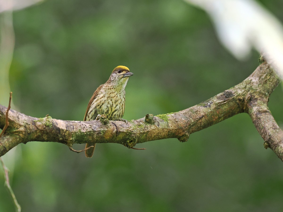 Antillean Piculet - ML617358348