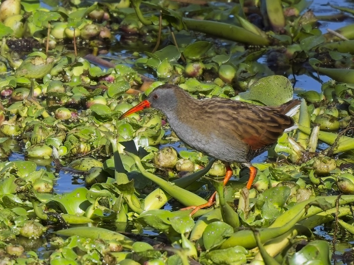 Bogota Rail - ML617358389