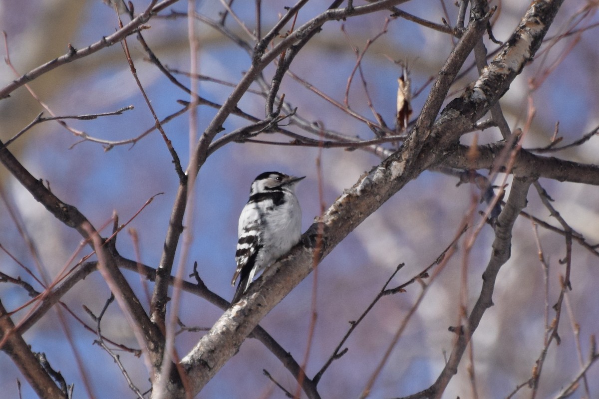 Lesser Spotted Woodpecker - ML617358451