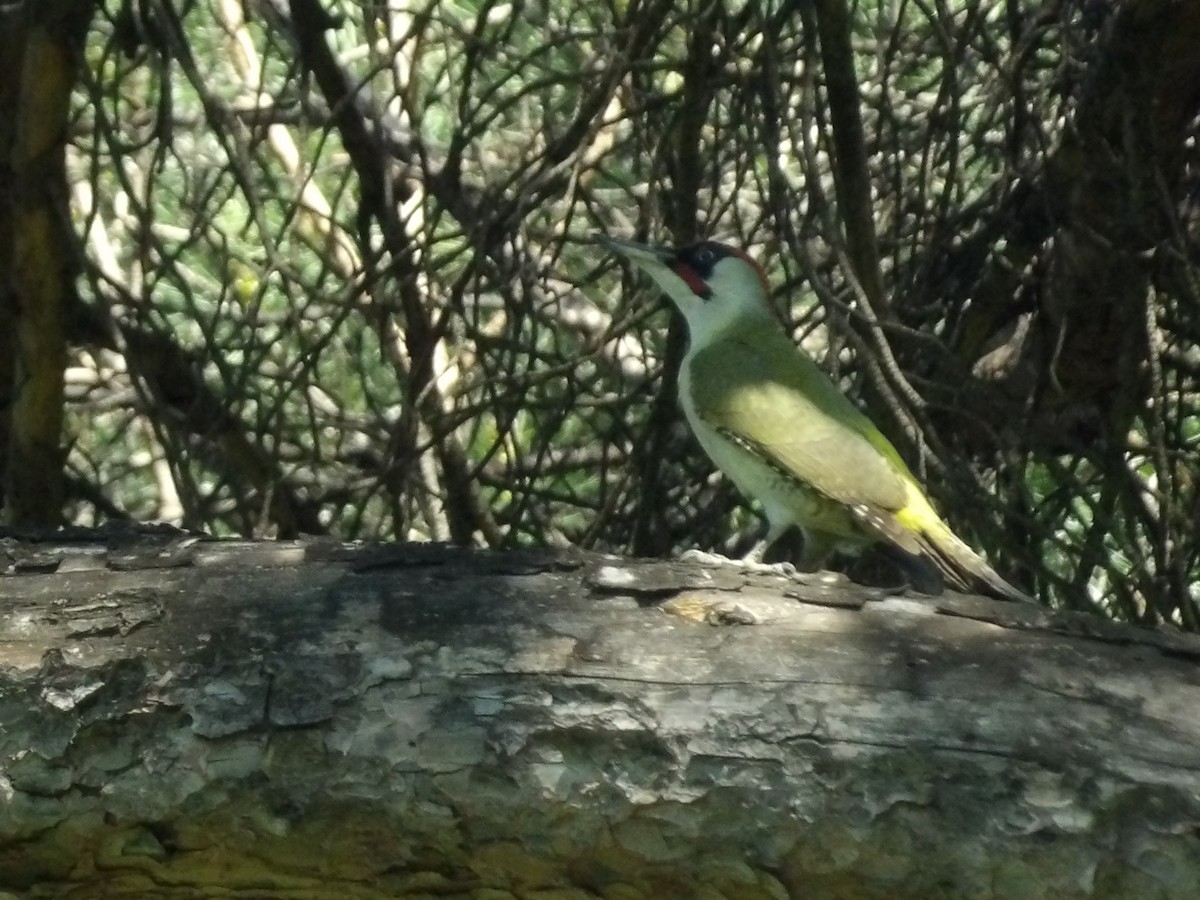 Eurasian Green Woodpecker - ML617358453