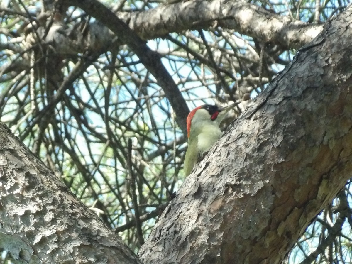 Eurasian Green Woodpecker - ML617358454