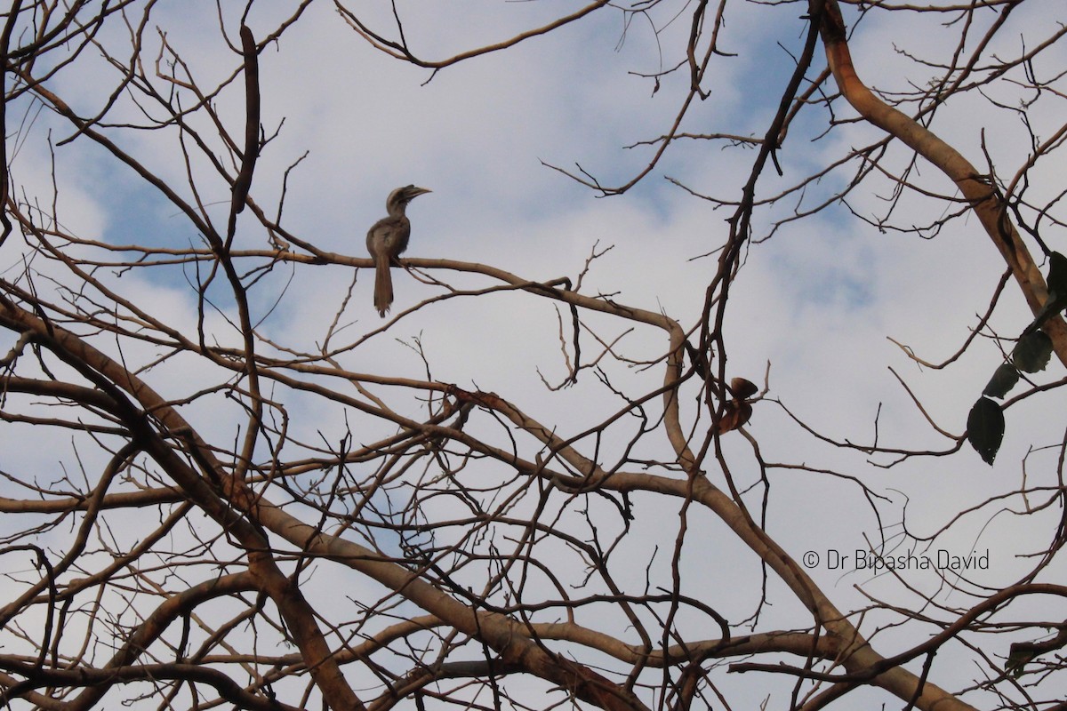 Indian Gray Hornbill - Dr Bipasha David