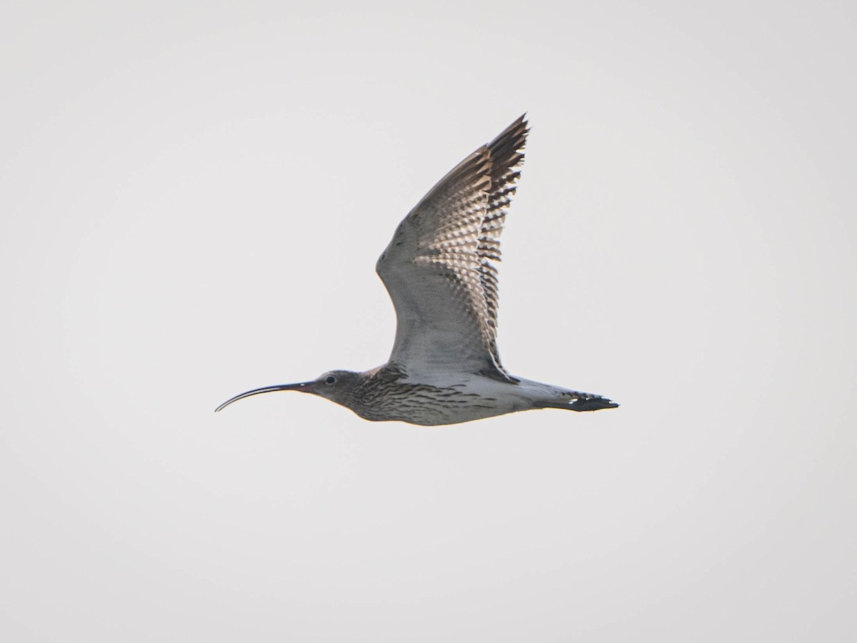 Eurasian Curlew - ML617358551