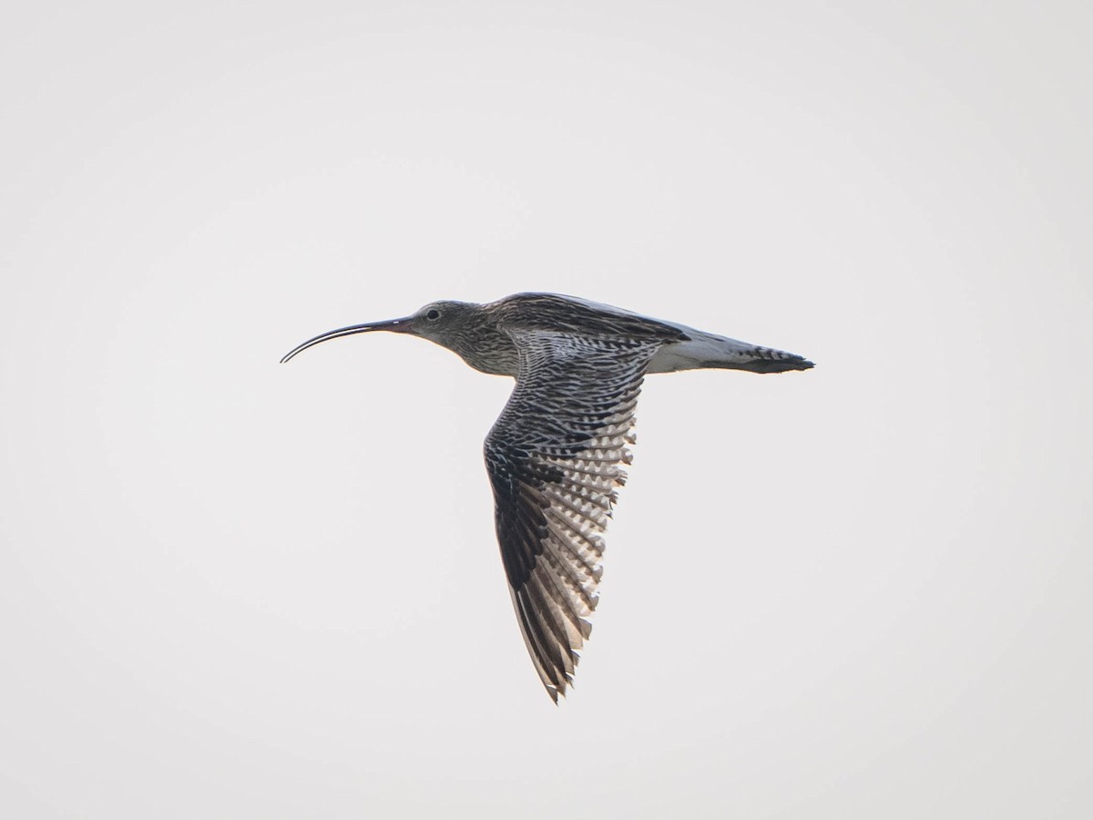 Eurasian Curlew - ML617358556