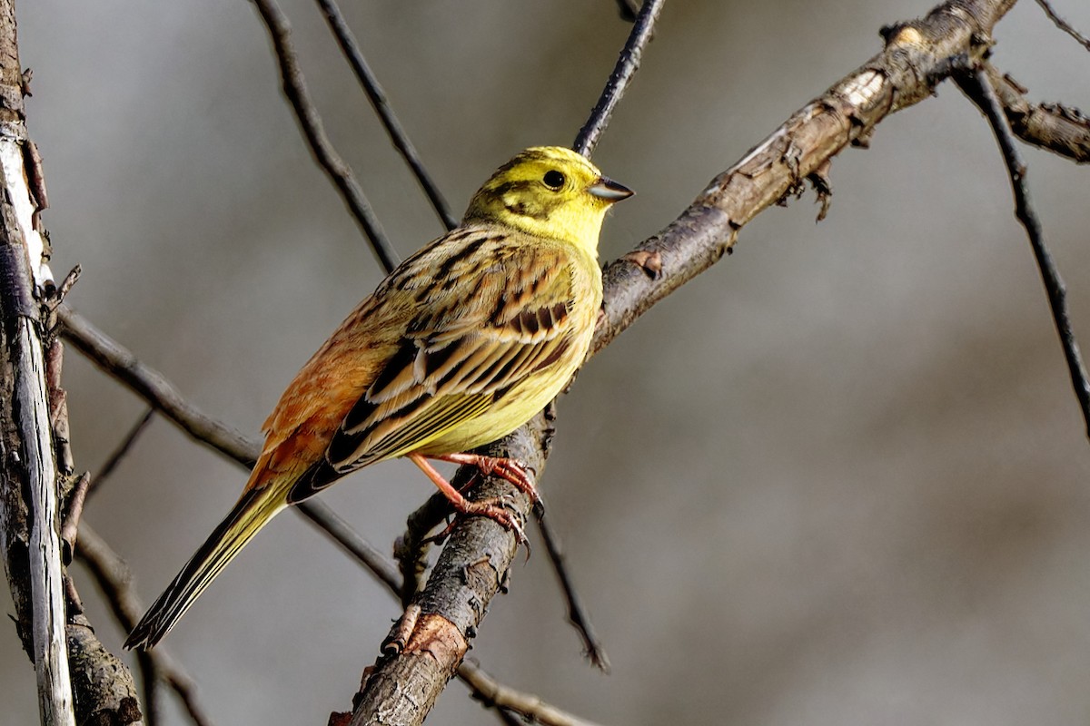 Yellowhammer - Andrew Jarwick