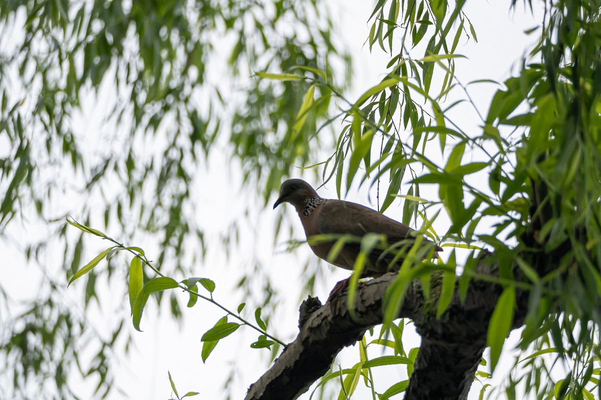 Spotted Dove - ML617358577