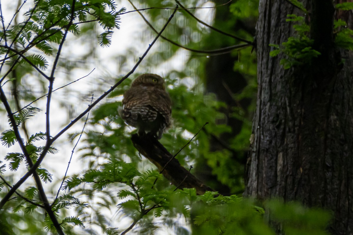 Asian Barred Owlet - ML617358611