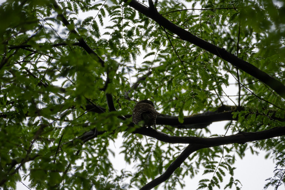 Asian Barred Owlet - ML617358613
