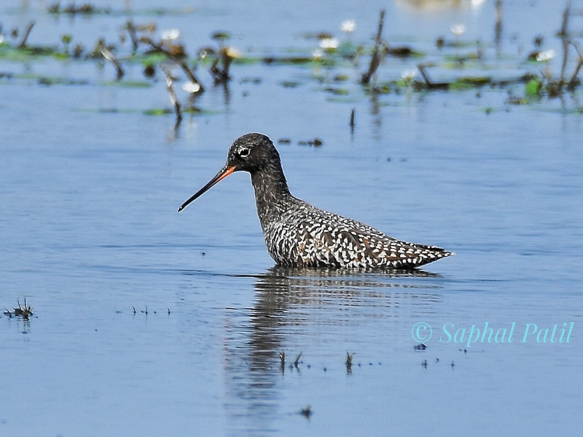 Spotted Redshank - ML617358626