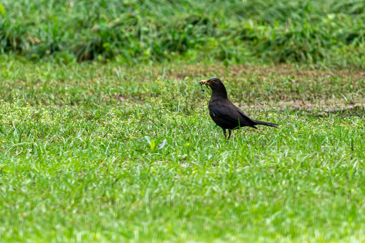 Chinese Blackbird - ML617358652