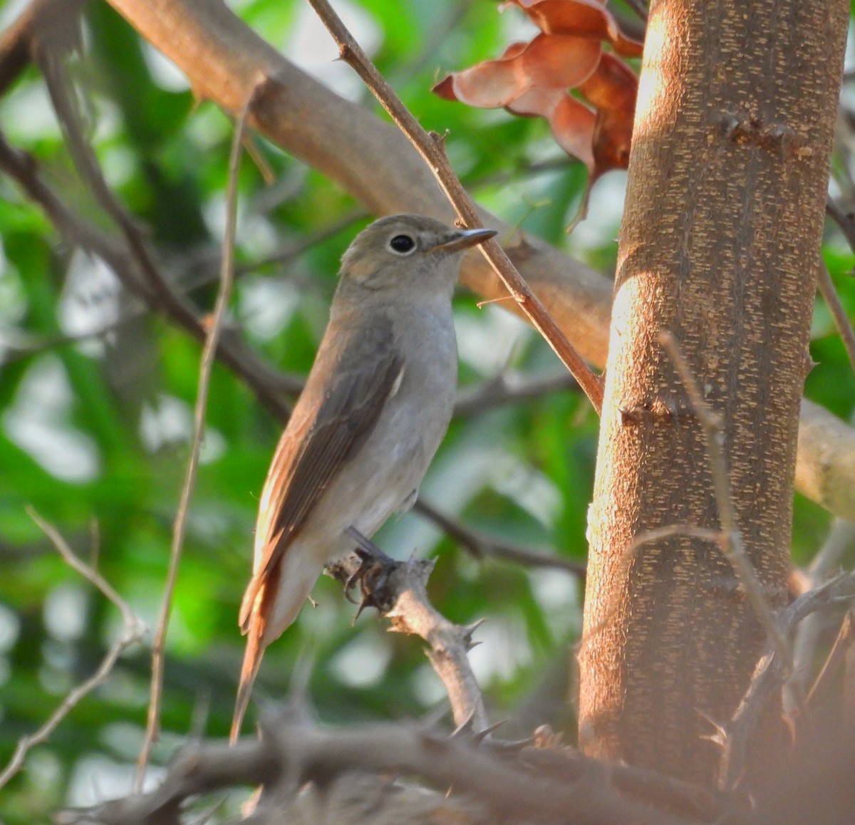 Rusty-tailed Flycatcher - ML617358667