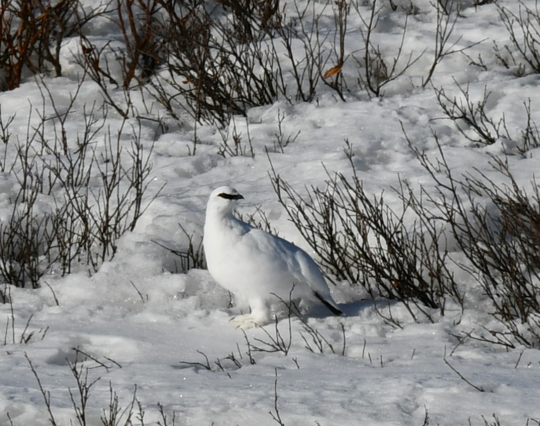 Rock Ptarmigan - Kim  Selbee