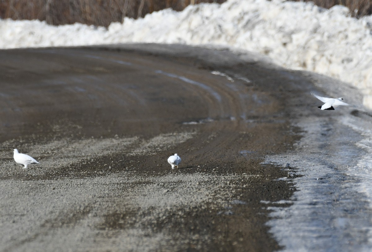 Rock Ptarmigan - ML617358698