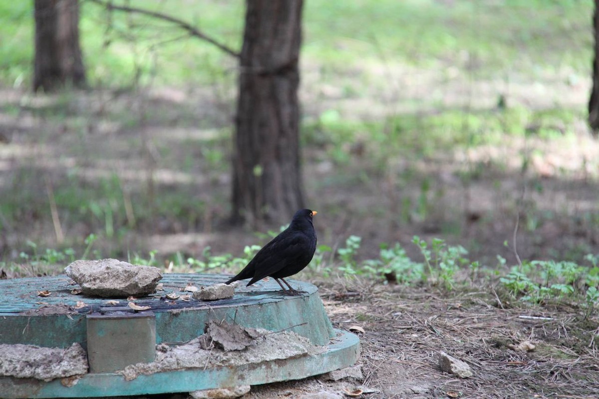 Eurasian Blackbird - Vsevolod Lupanov