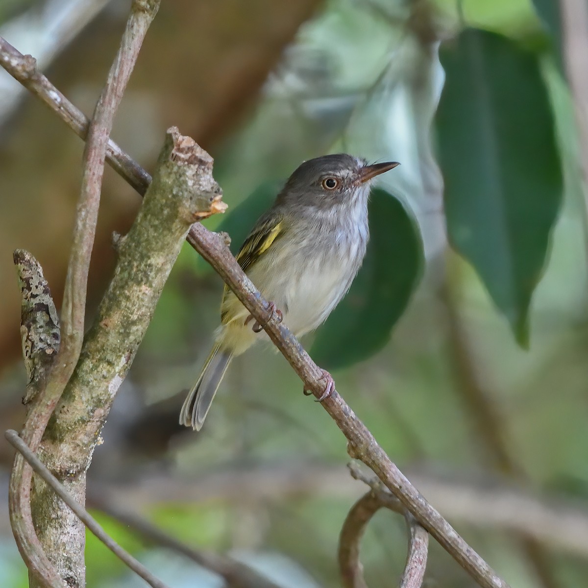Pearly-vented Tody-Tyrant - ML617358721