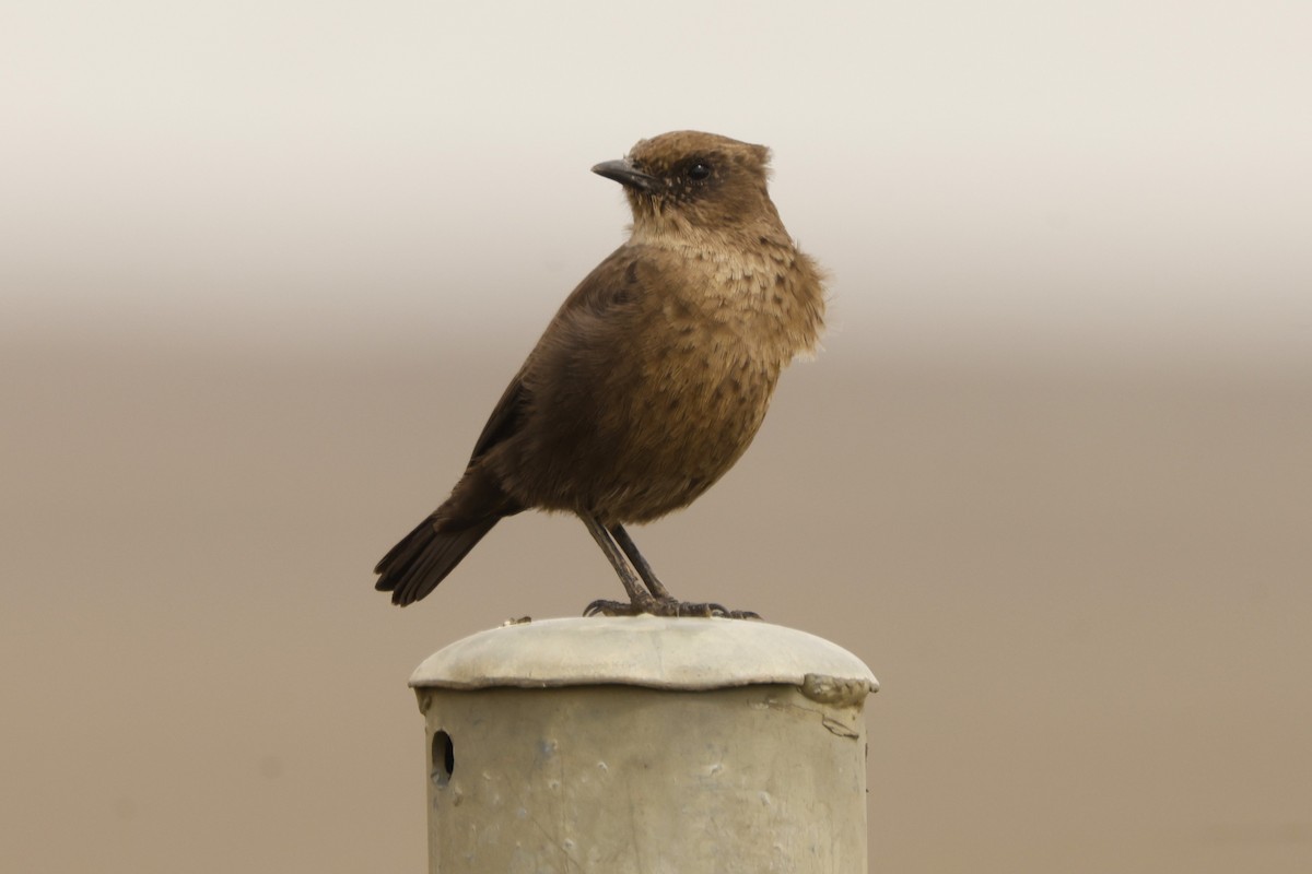 Southern Anteater-Chat - John Mills