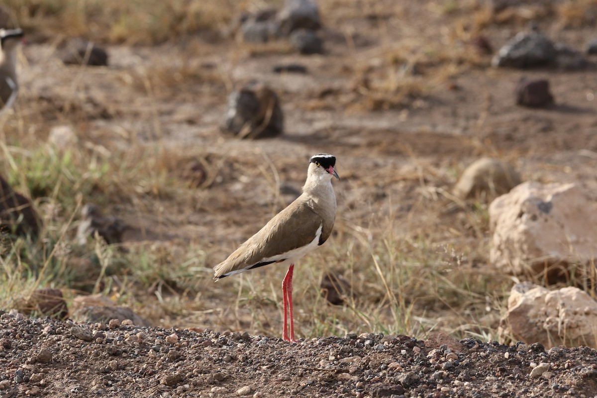 Crowned Lapwing - ML617358772