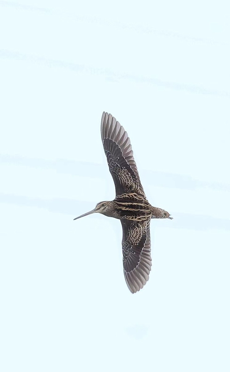 Swinhoe's Snipe - ML617358778