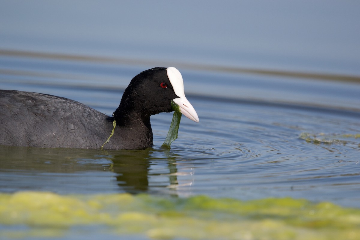 Eurasian Coot - ML617358850