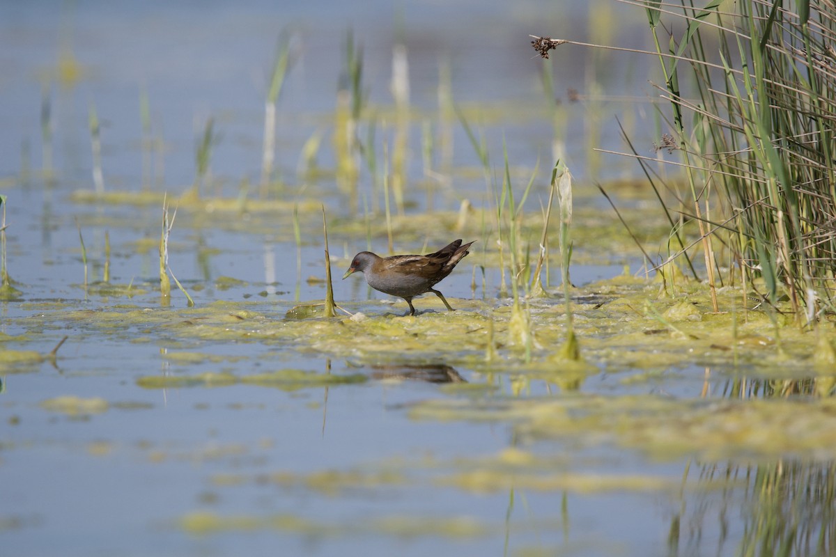 Little Crake - ML617358862