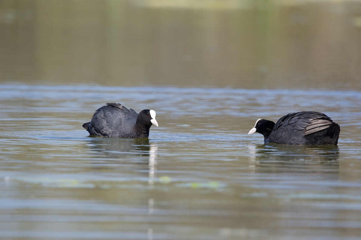 Eurasian Coot - ML617358871