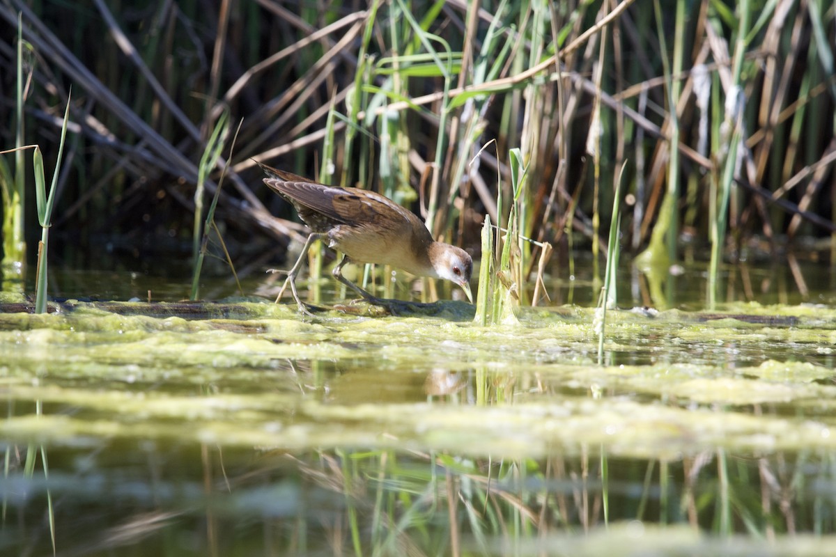 Little Crake - ML617358874