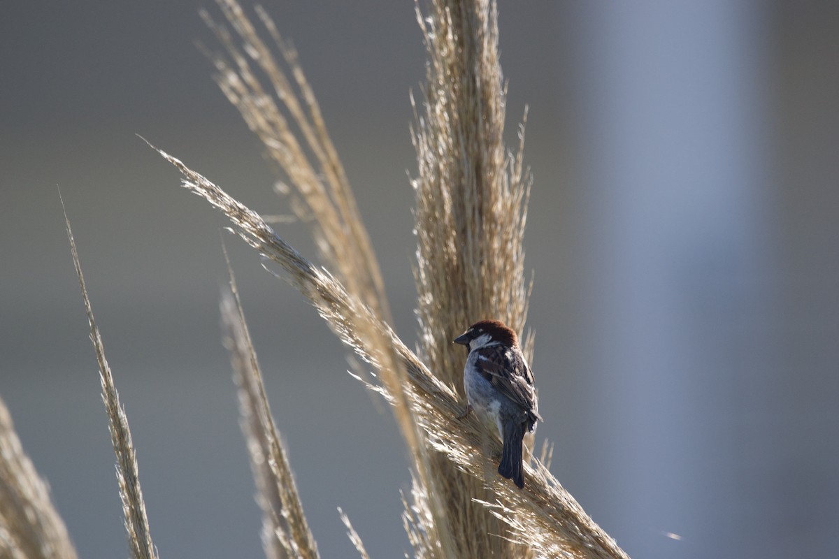 Italian Sparrow - Edoardo Maiorini