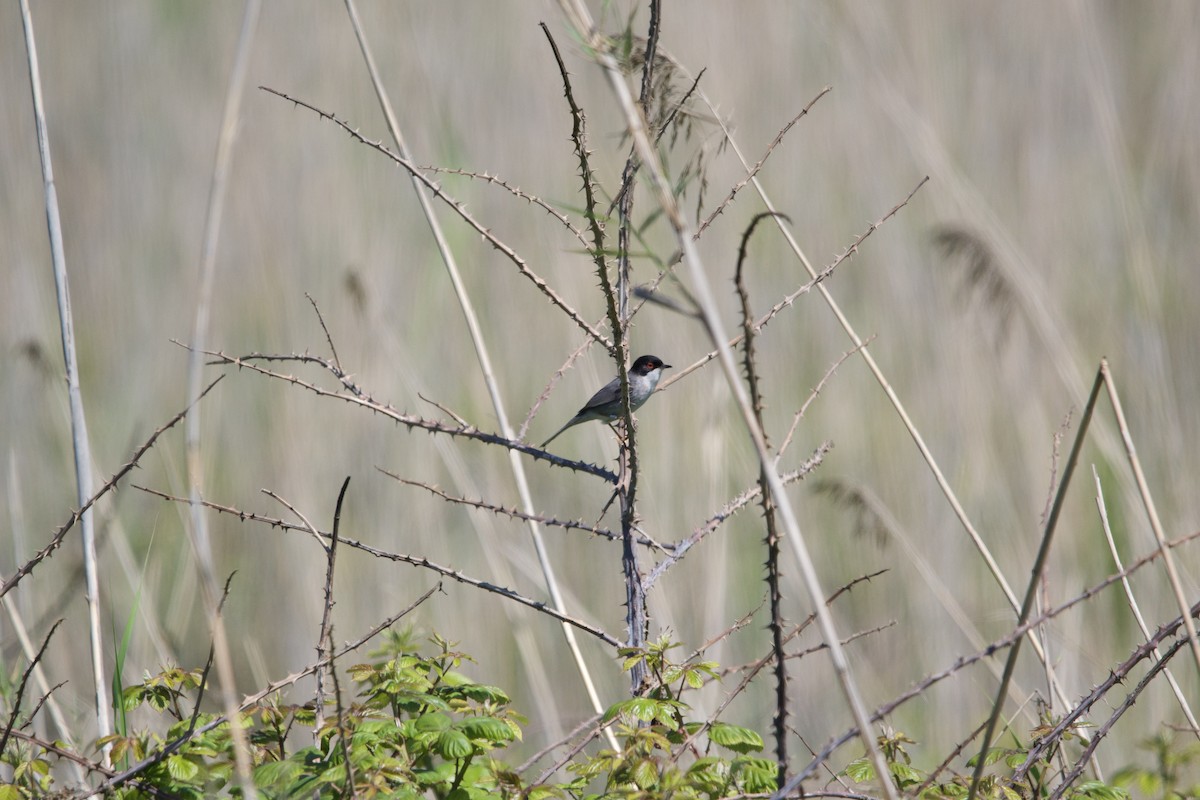 Sardinian Warbler - ML617358886