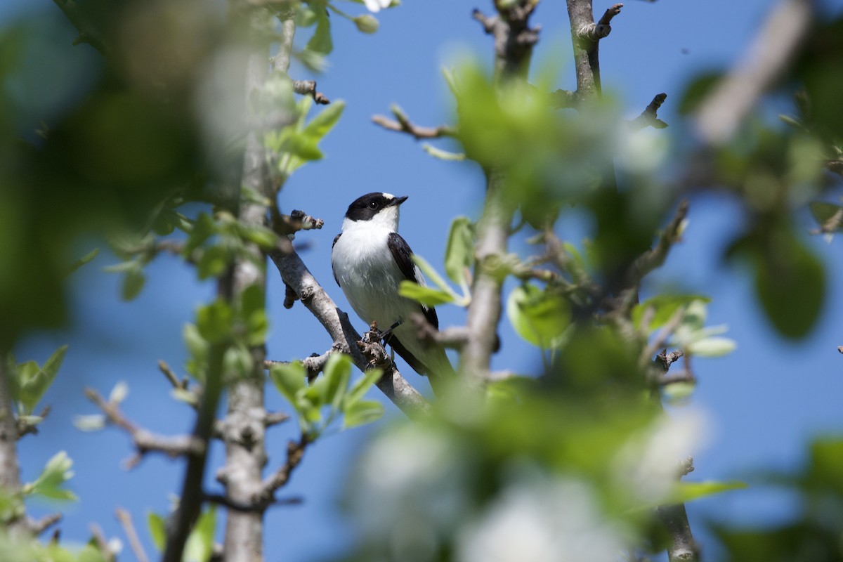 Collared Flycatcher - ML617358888