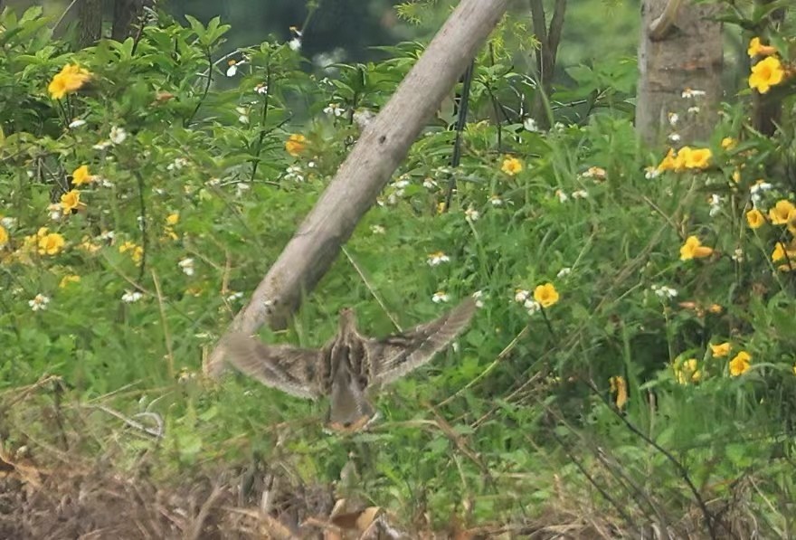 Swinhoe's Snipe - ML617358943