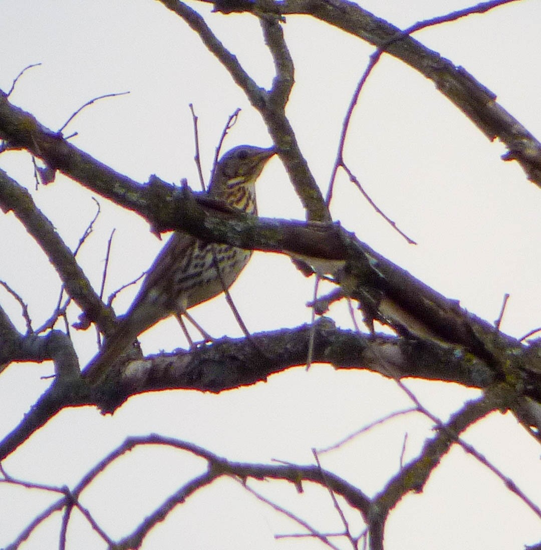 Song Thrush - ML617358975