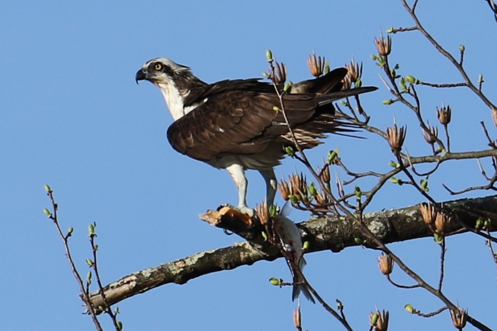 Osprey - ML617358991