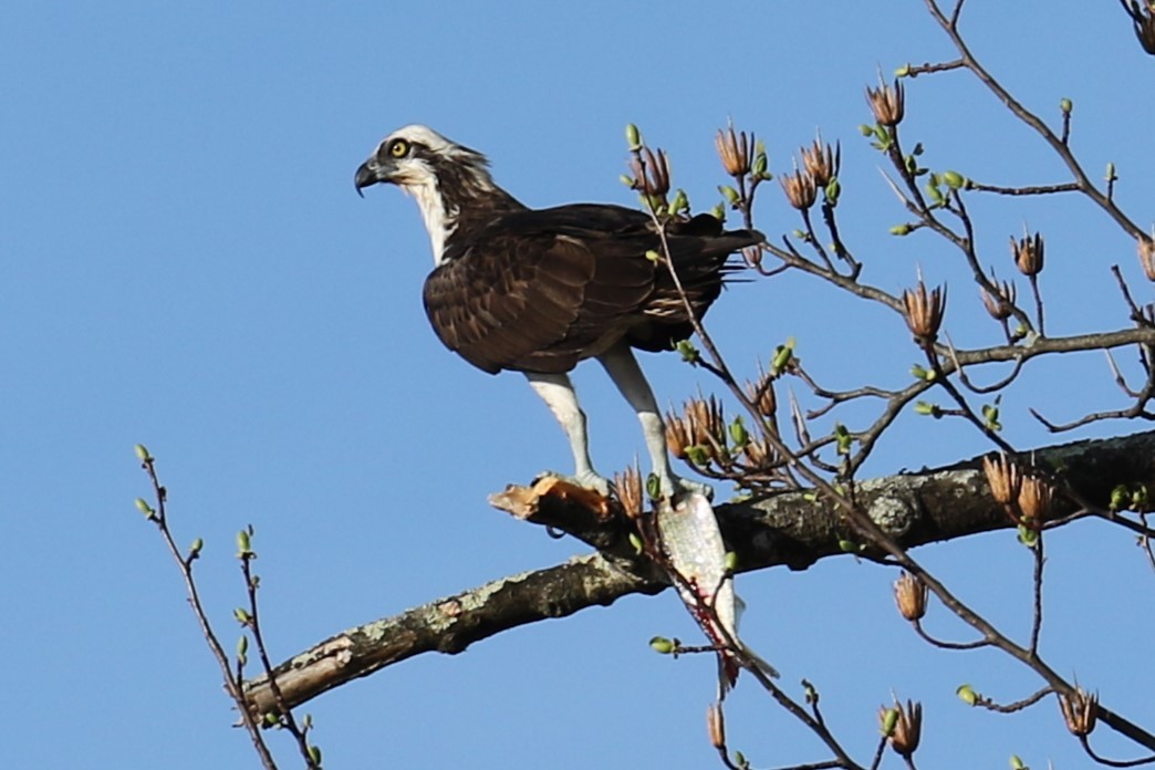 Osprey - ML617358996