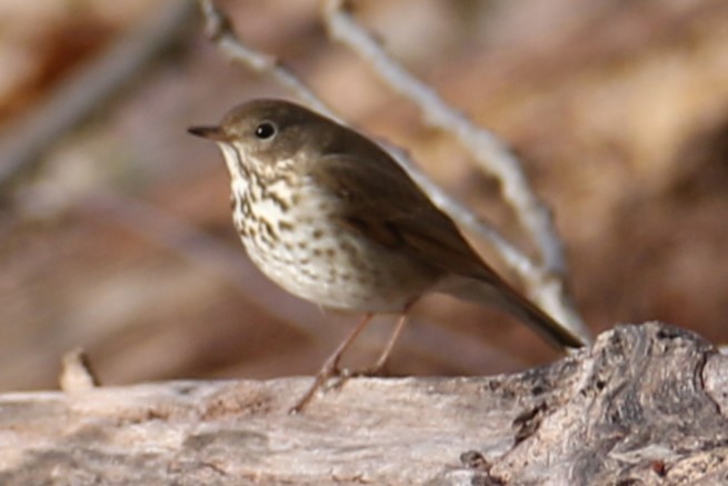 Hermit Thrush - ML617359017