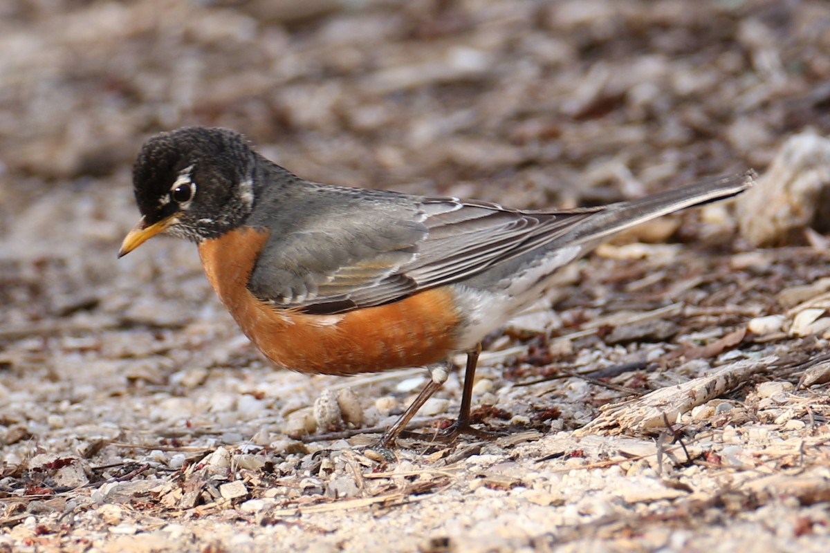 American Robin - ML617359021