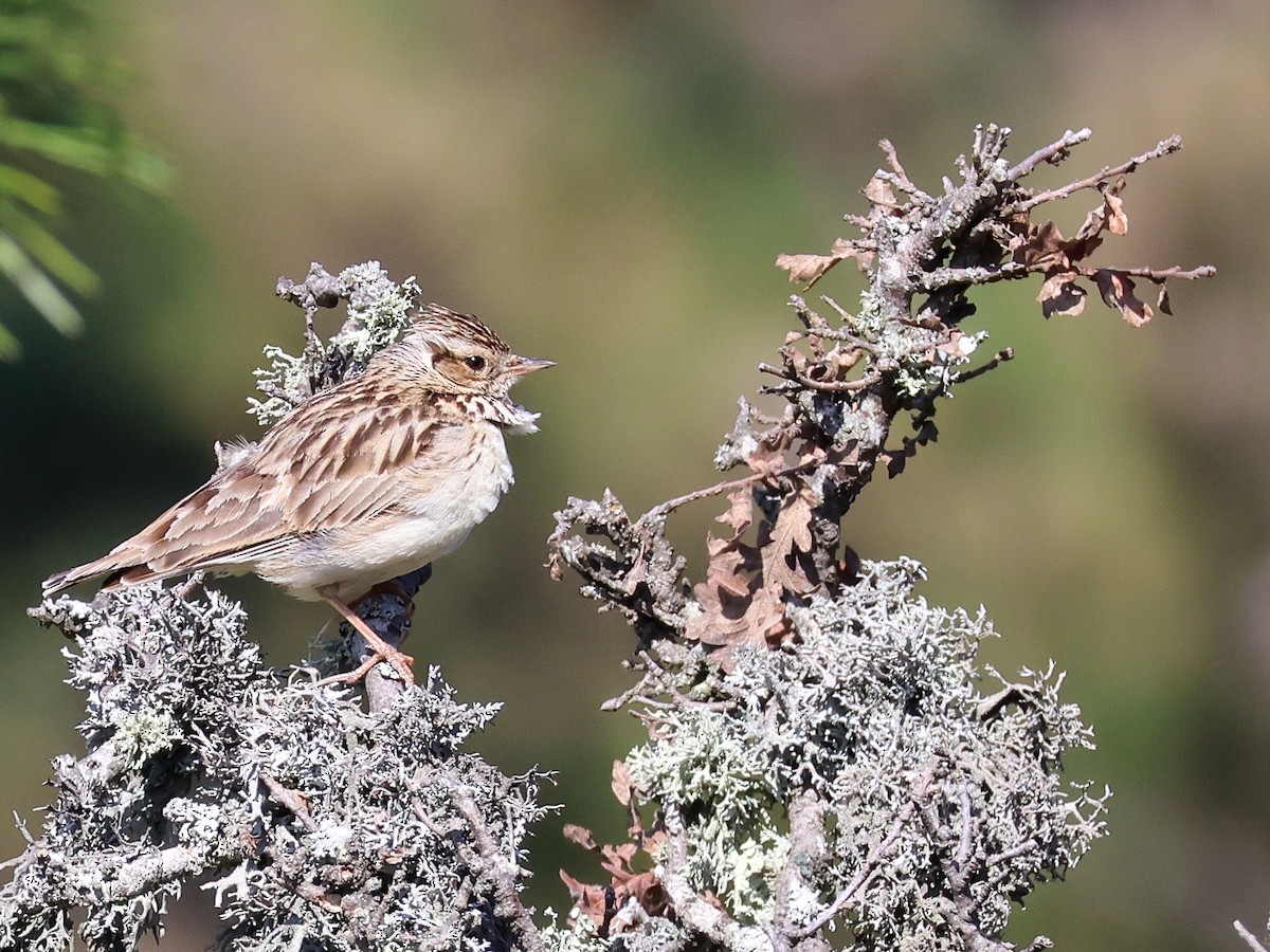 Wood Lark - ML617359023