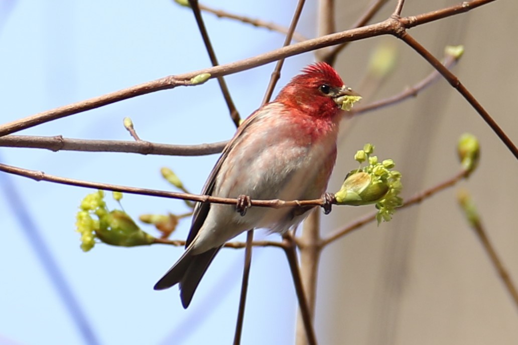 Purple Finch - ML617359031