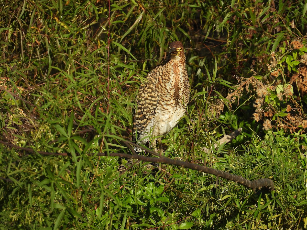 Rufescent Tiger-Heron - Horacio García