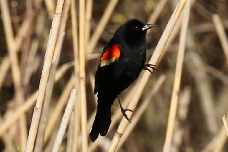 Red-winged Blackbird - ML617359069