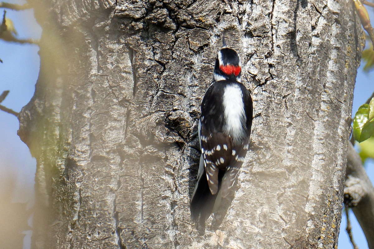 Hairy Woodpecker - C Murphy