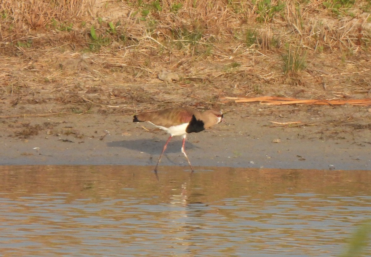 Southern Lapwing - ML617359088