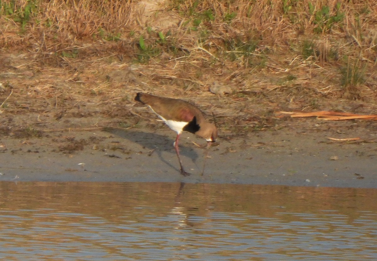 Southern Lapwing - ML617359094