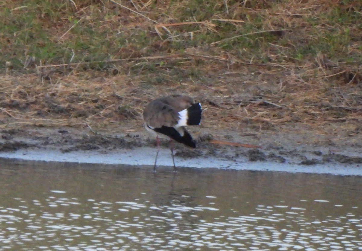 Southern Lapwing - Mark Esparza