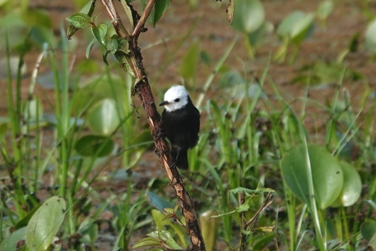 White-headed Marsh Tyrant - ML617359131