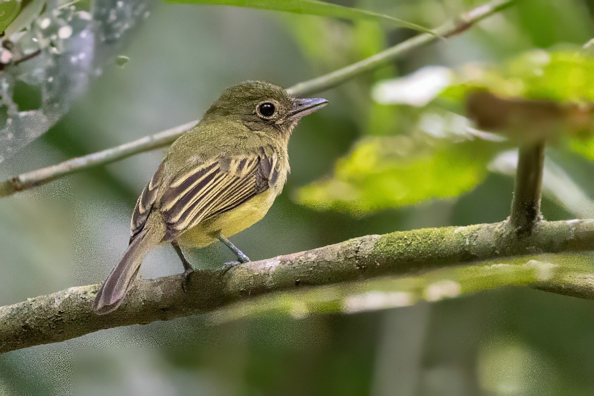 Western Olivaceous Flatbill - Sandy & Bob Sipe