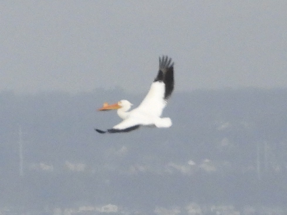 American White Pelican - ML617359212