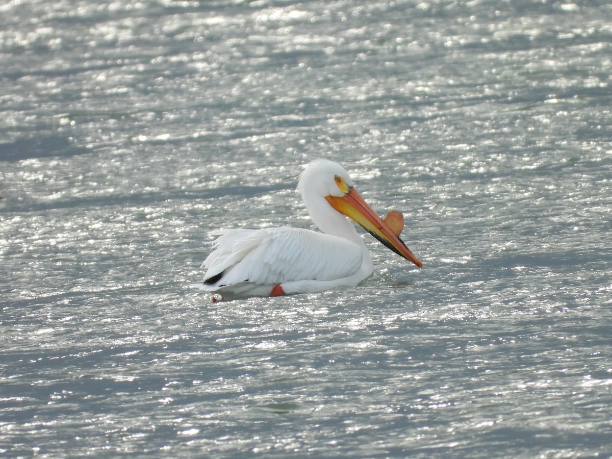 American White Pelican - ML617359213