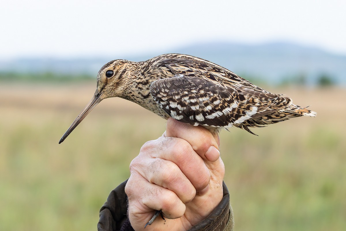 Great Snipe - ML617359238