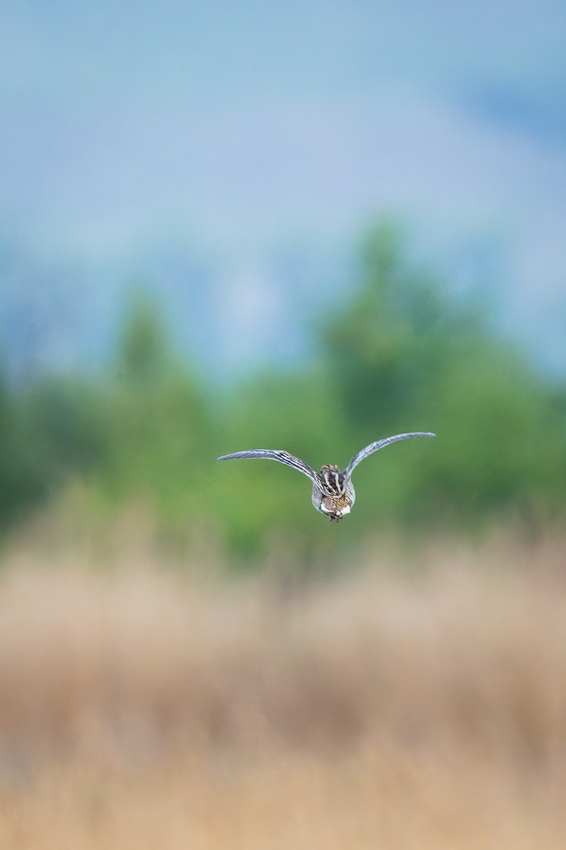 Great Snipe - ML617359239